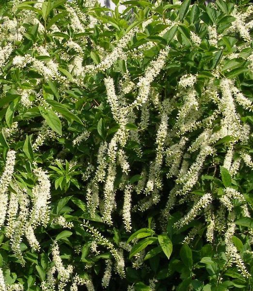 Itea virginica 'Merlot'